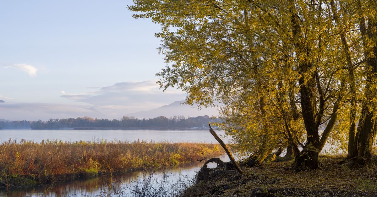 Serene autumn landscape by the river with golden trees and twilight sky.